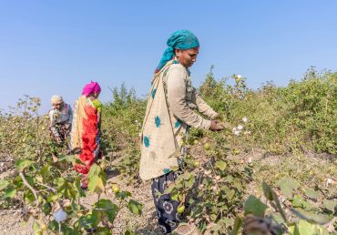 India Kharif Cotton Yield: Climate Impacts & State-Wise Trends 2025