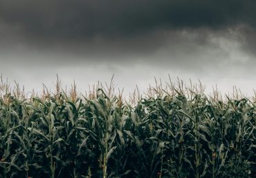 Early Monsoon in India 2025: Boon or Challenge for Farmers?